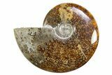 Polished Cretaceous Ammonite (Cleoniceras) Fossil - Madagascar #305929-1